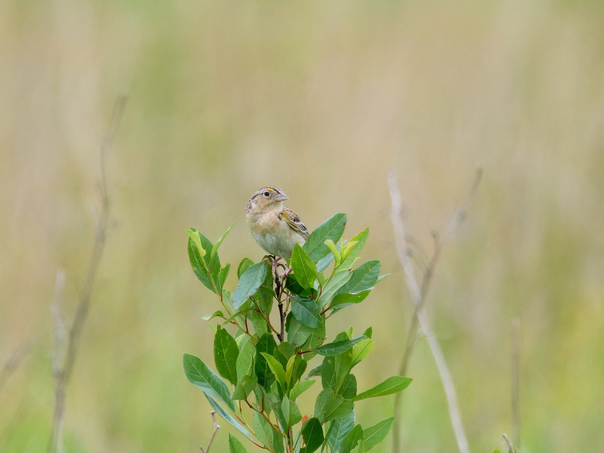 Grasshopper Sparrow - ML620868356