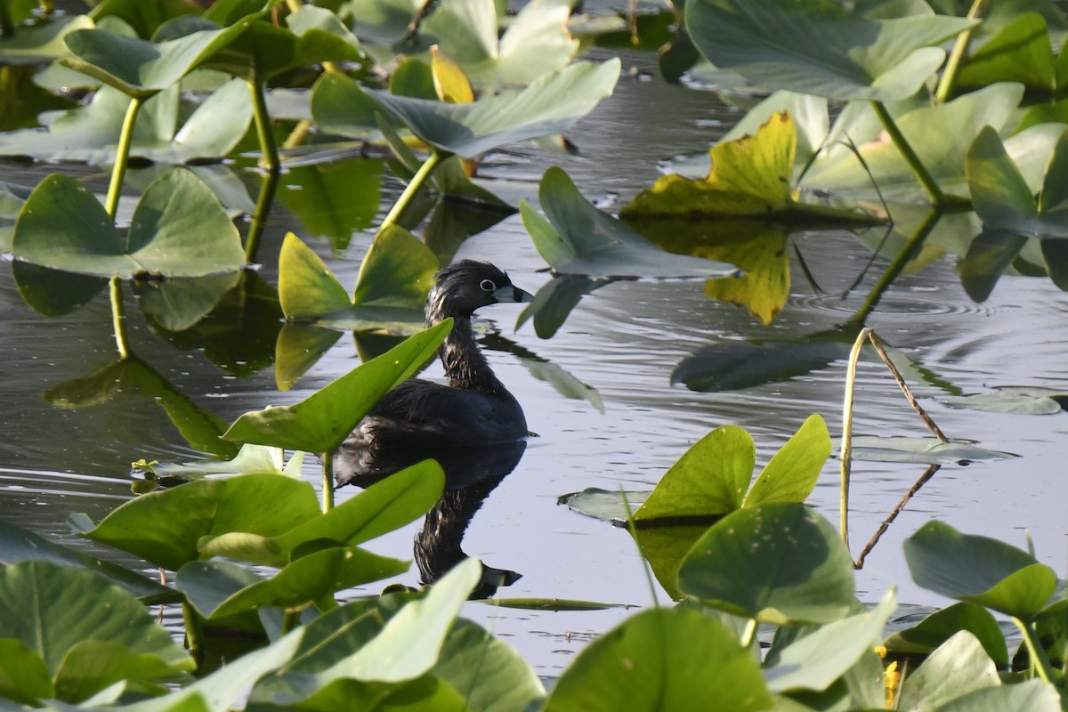 Pied-billed Grebe - ML620868357