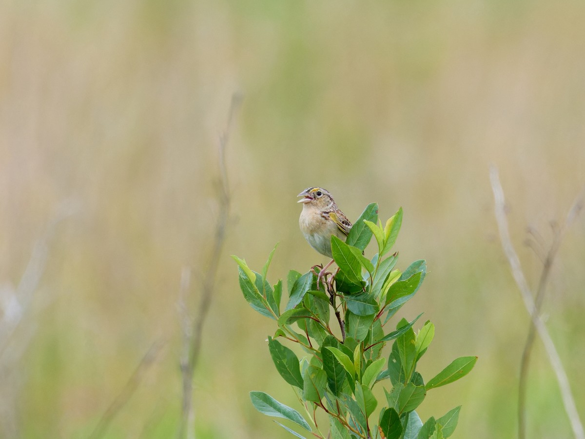 Grasshopper Sparrow - ML620868358