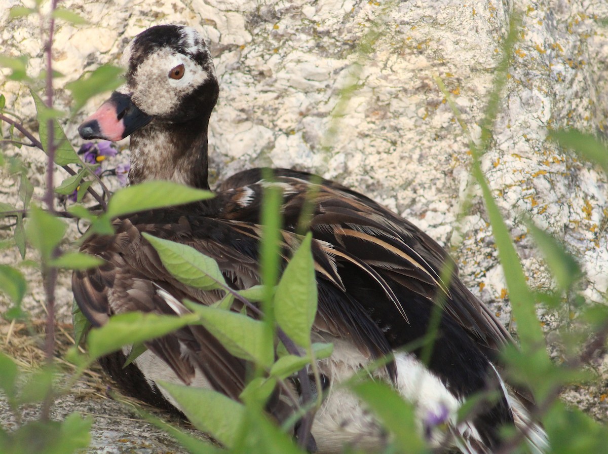 Long-tailed Duck - ML620868359