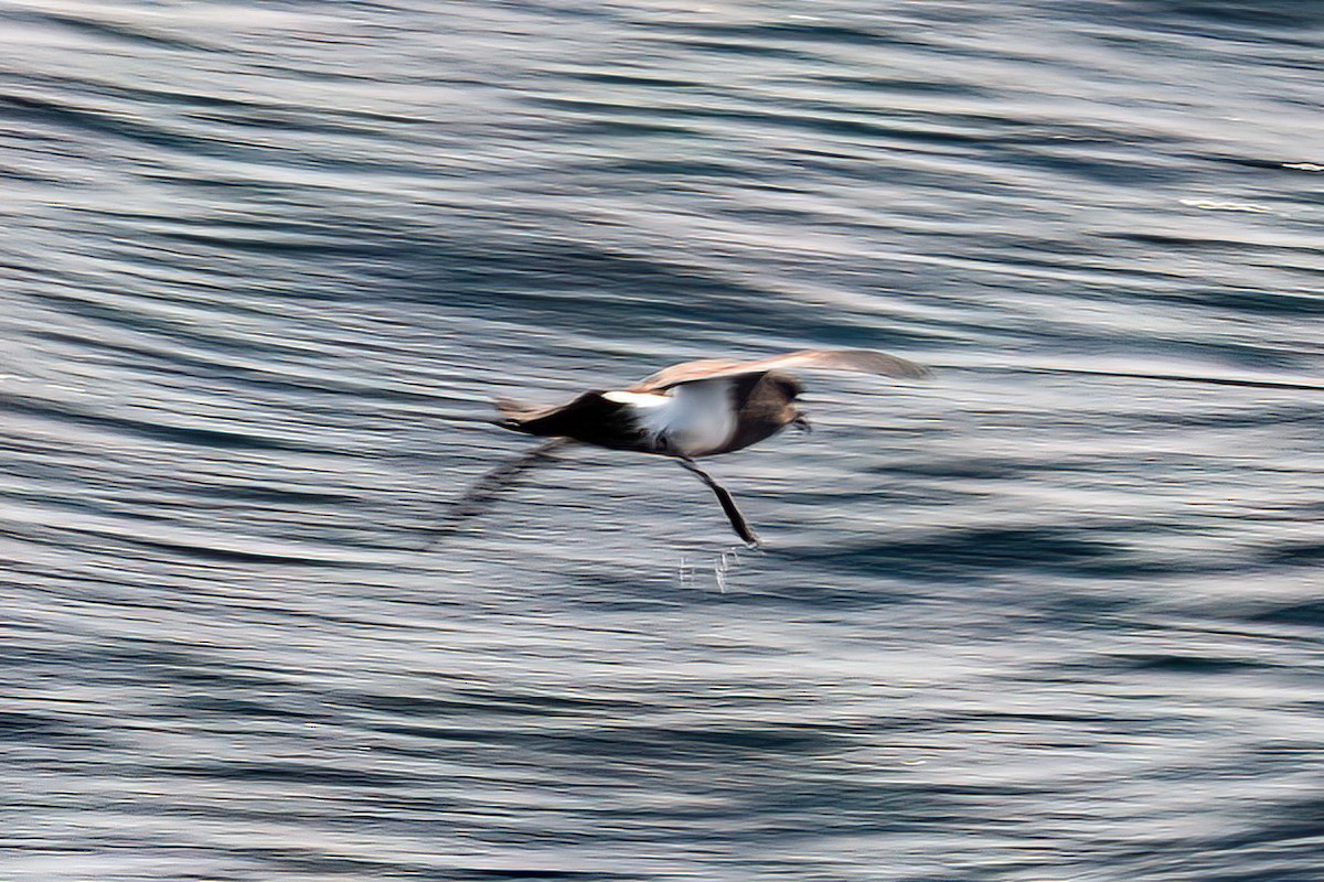 Black-bellied Storm-Petrel - Kurt Gaskill