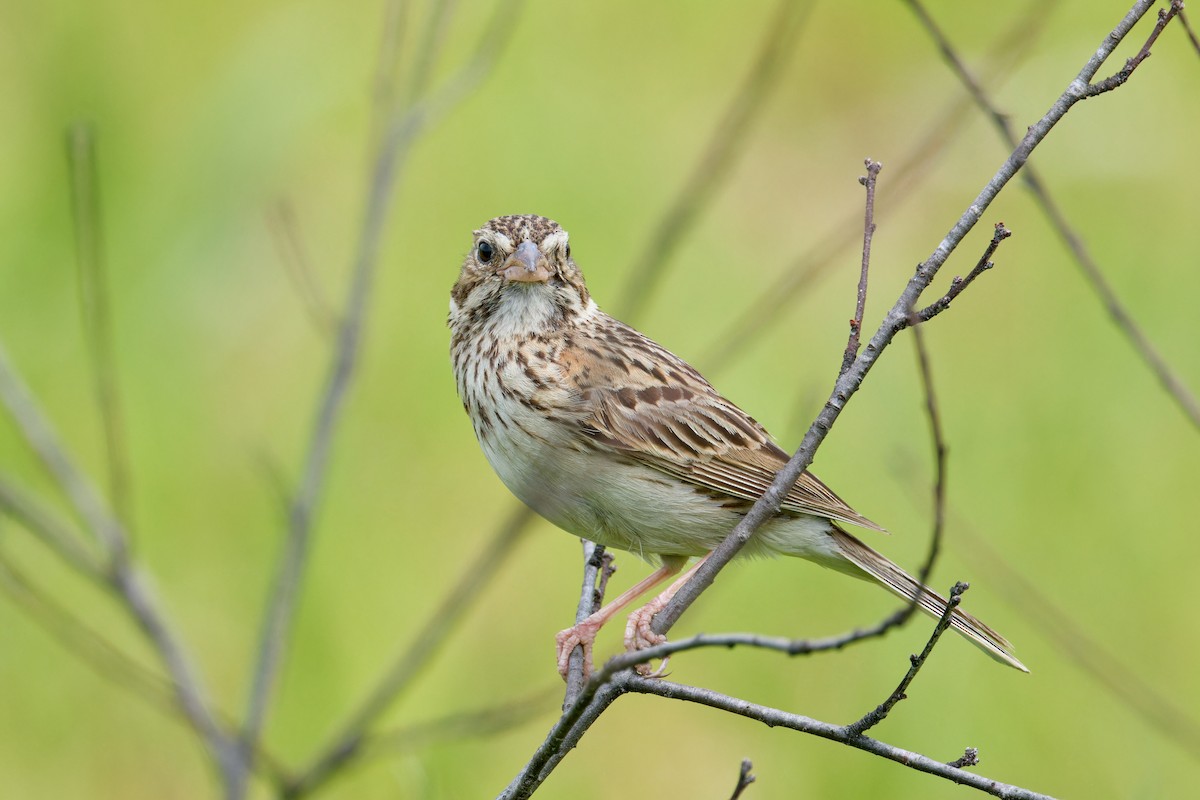 Vesper Sparrow - ML620868365