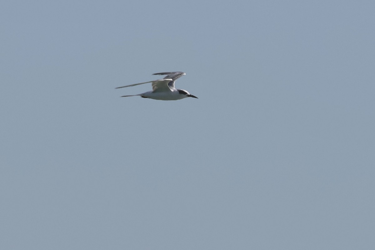 Forster's Tern - ML620868366