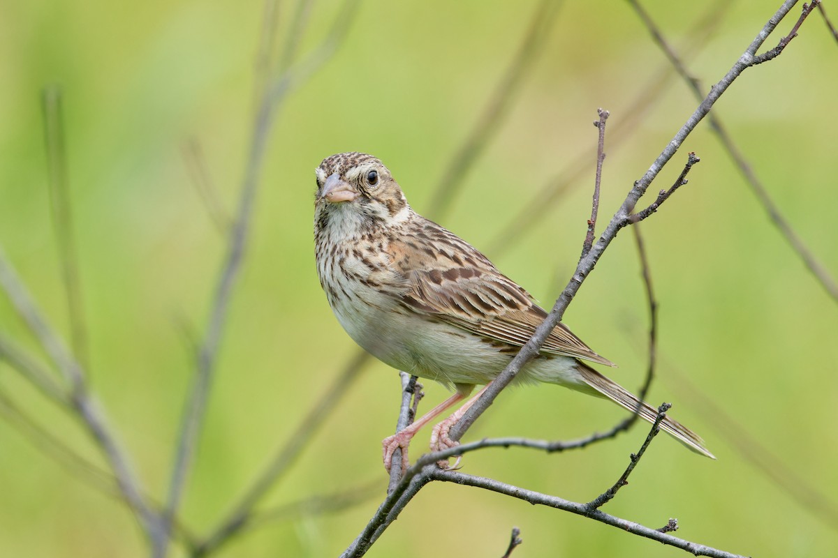 Vesper Sparrow - ML620868371