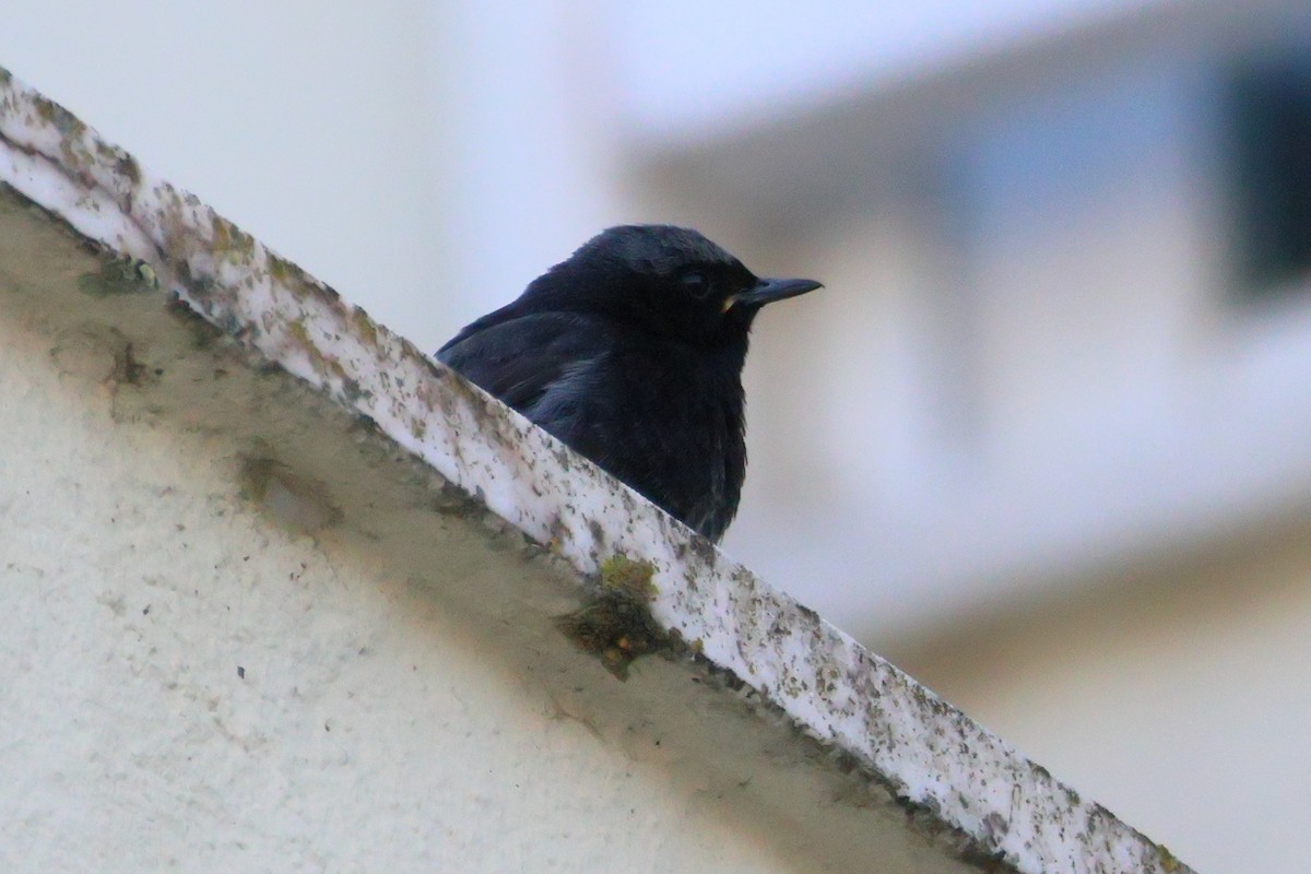 Black Redstart - ML620868373