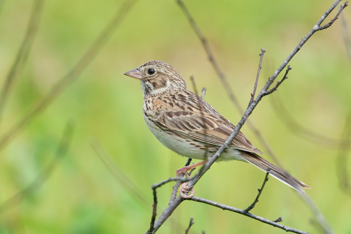 Vesper Sparrow - ML620868375