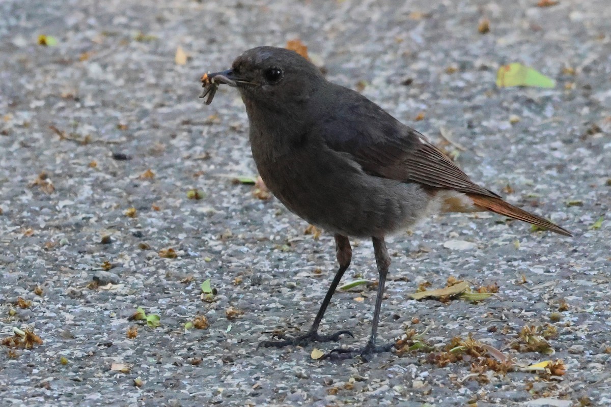 Black Redstart - ML620868399