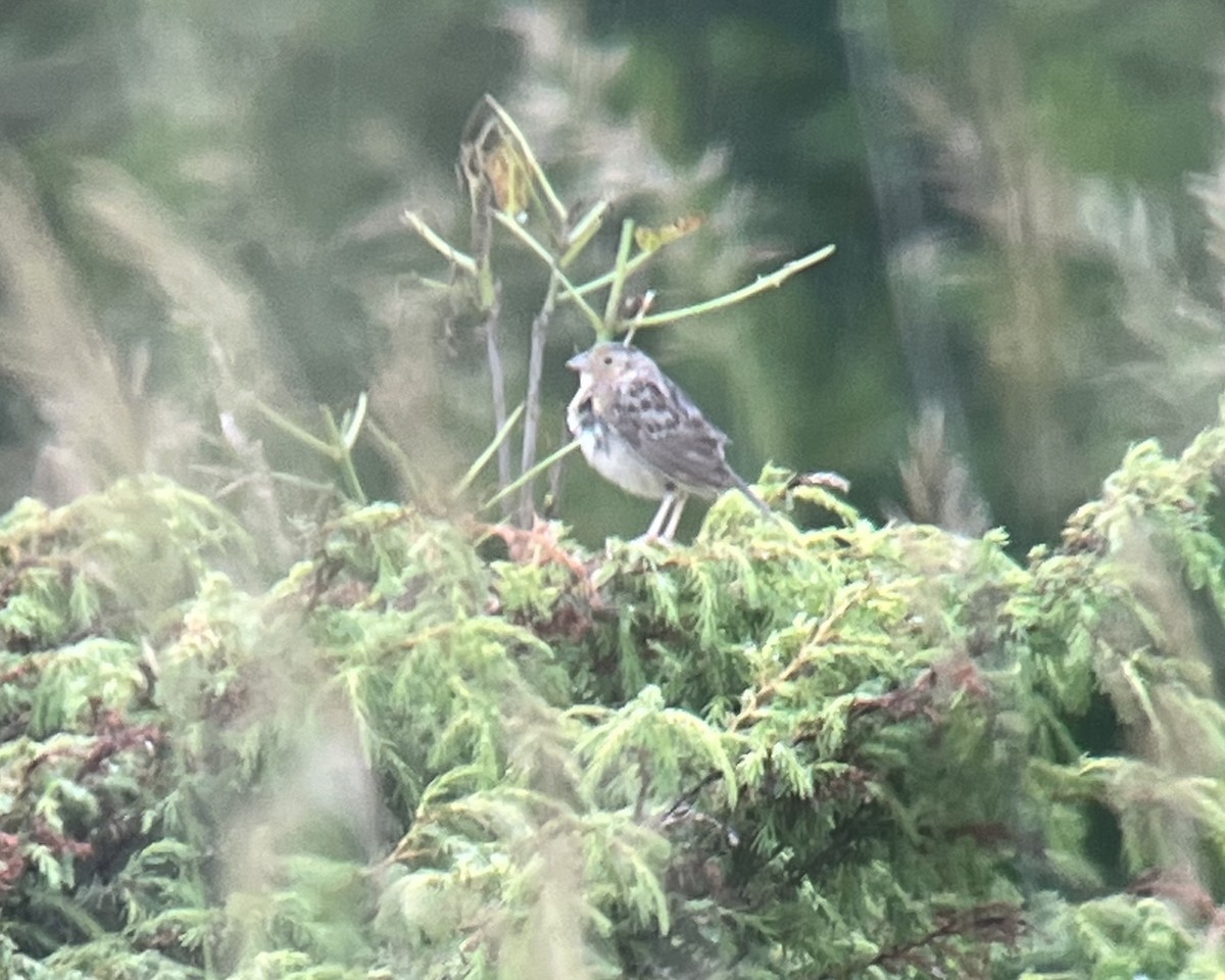 Grasshopper Sparrow - ML620868403