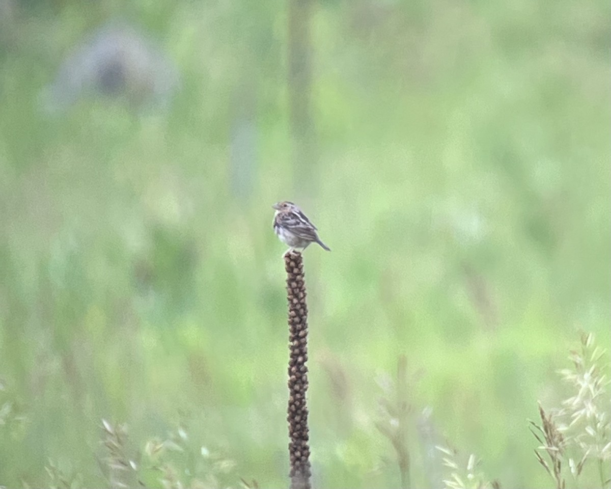 Grasshopper Sparrow - ML620868404