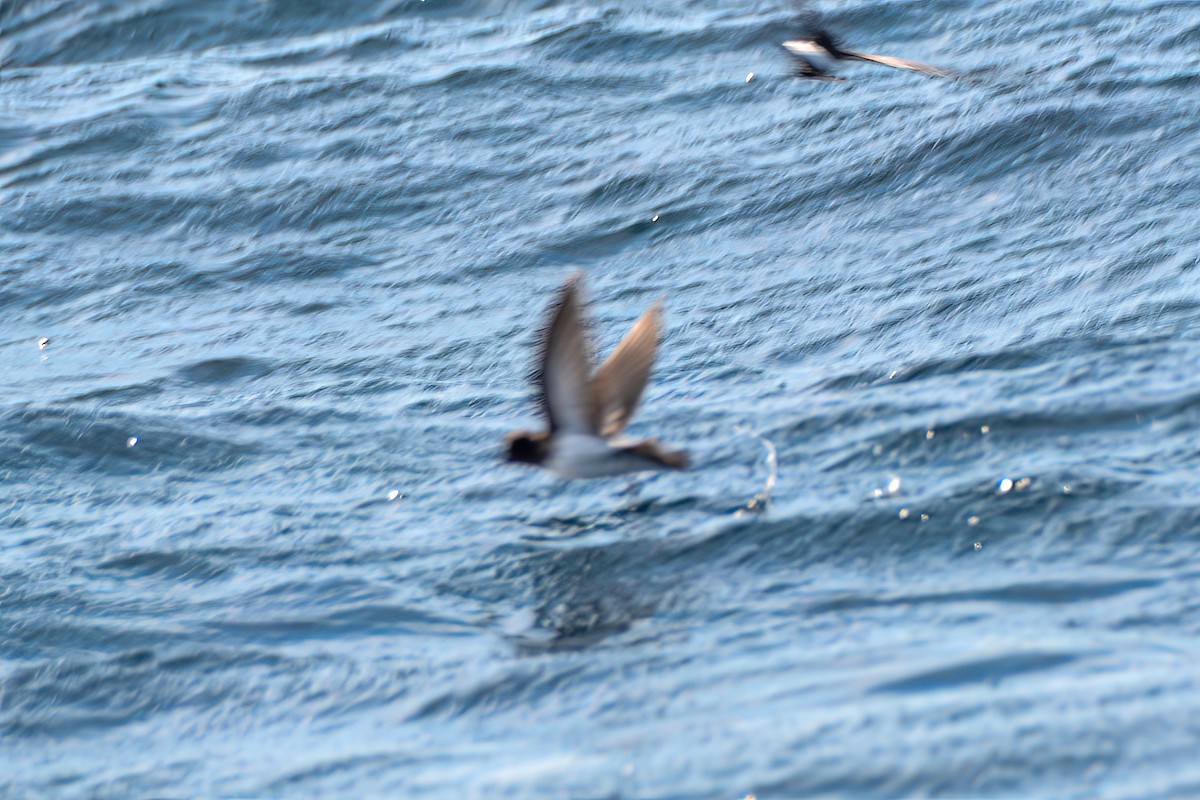 Gray-backed Storm-Petrel - ML620868408