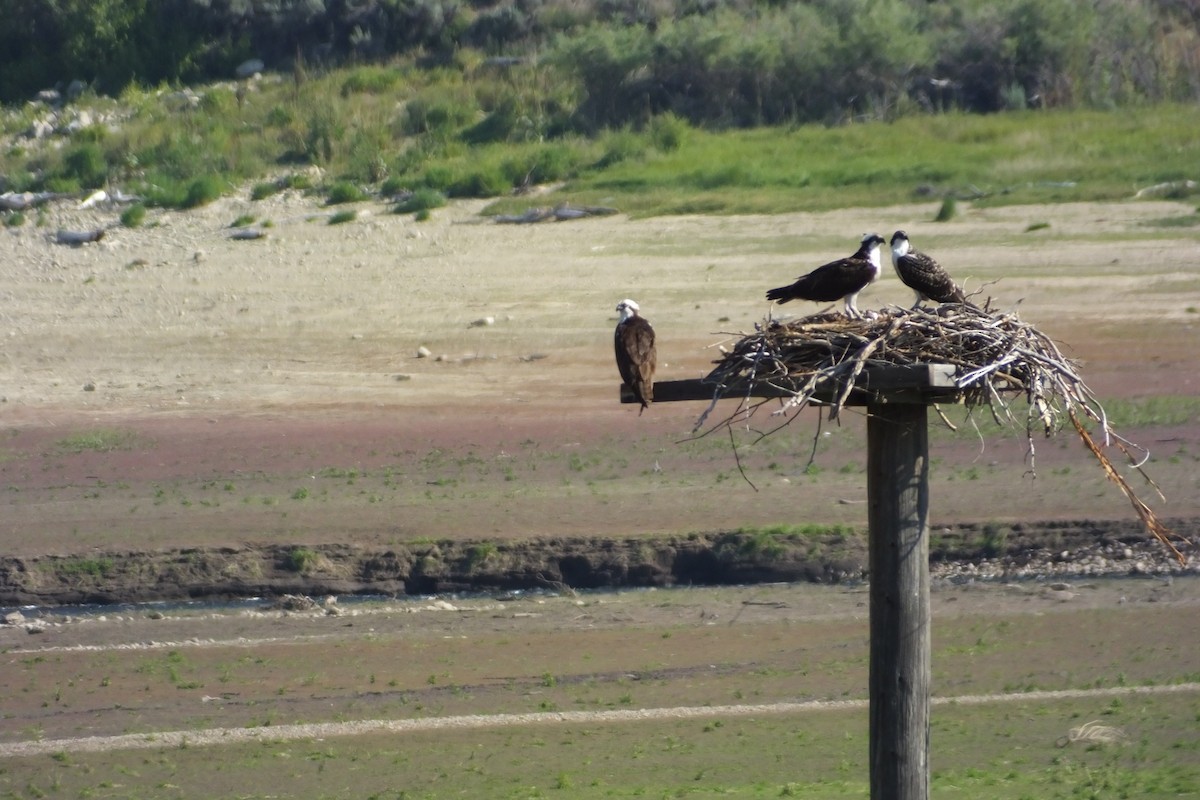 Osprey - ML620868411