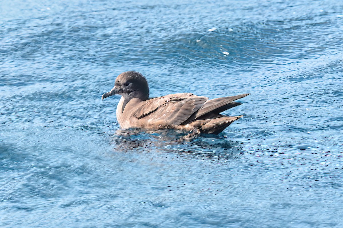 Short-tailed Shearwater - ML620868417