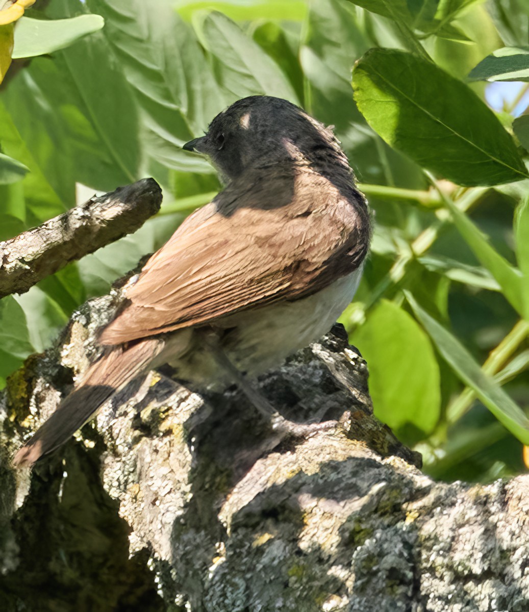 Lesser Whitethroat - ML620868418