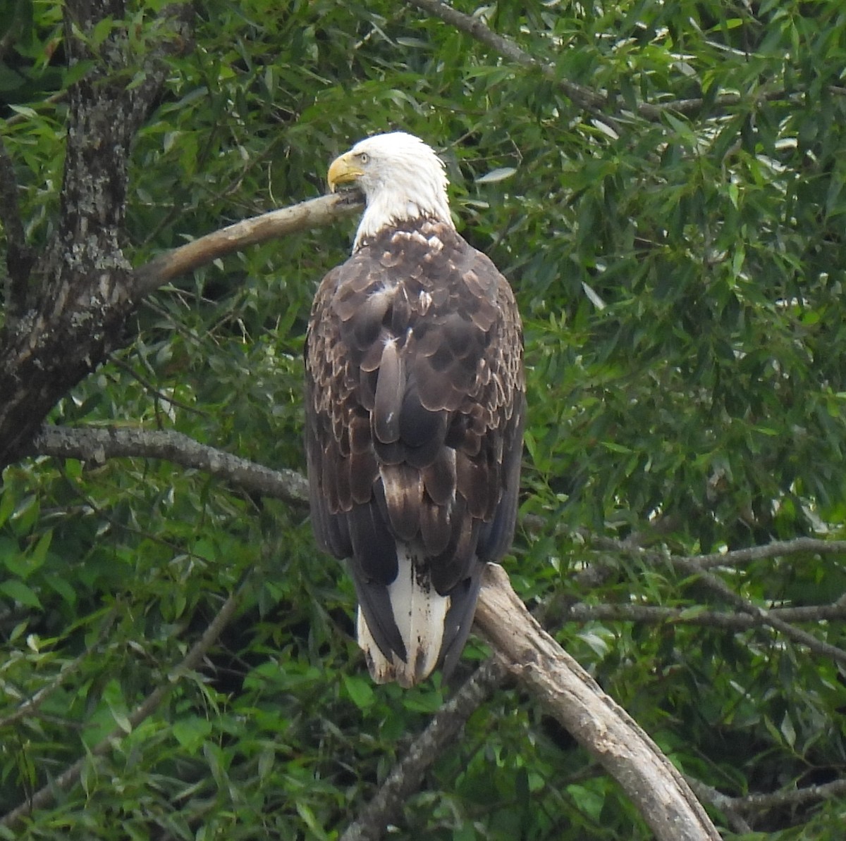 Weißkopf-Seeadler - ML620868422