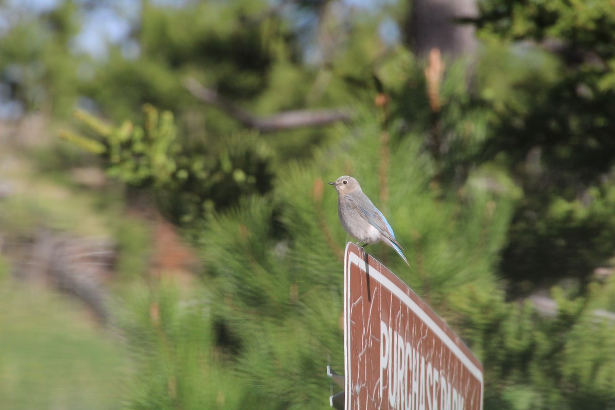 Mountain Bluebird - ML620868426