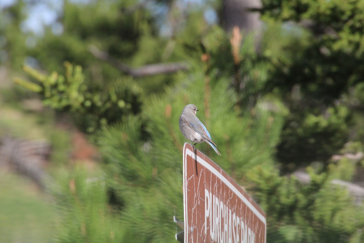 Mountain Bluebird - ML620868428