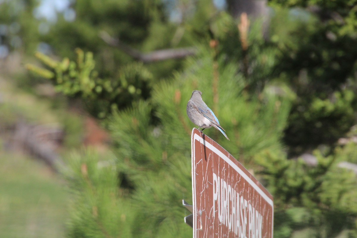 Mountain Bluebird - ML620868431