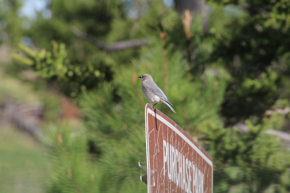 Mountain Bluebird - ML620868433