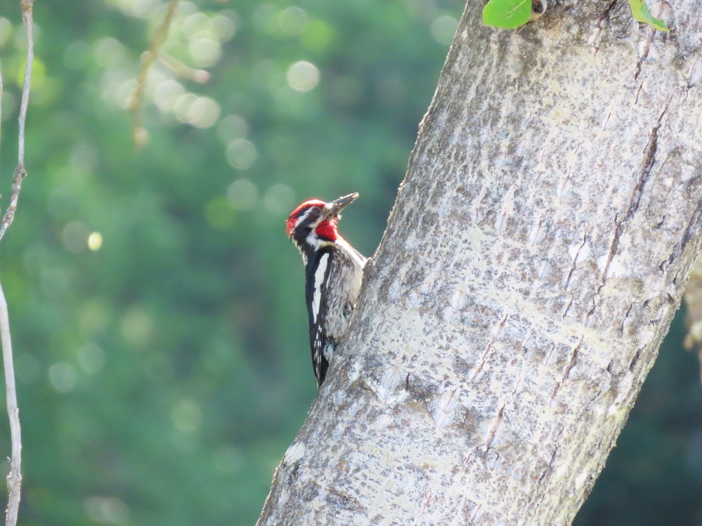 Red-naped Sapsucker - ML620868436