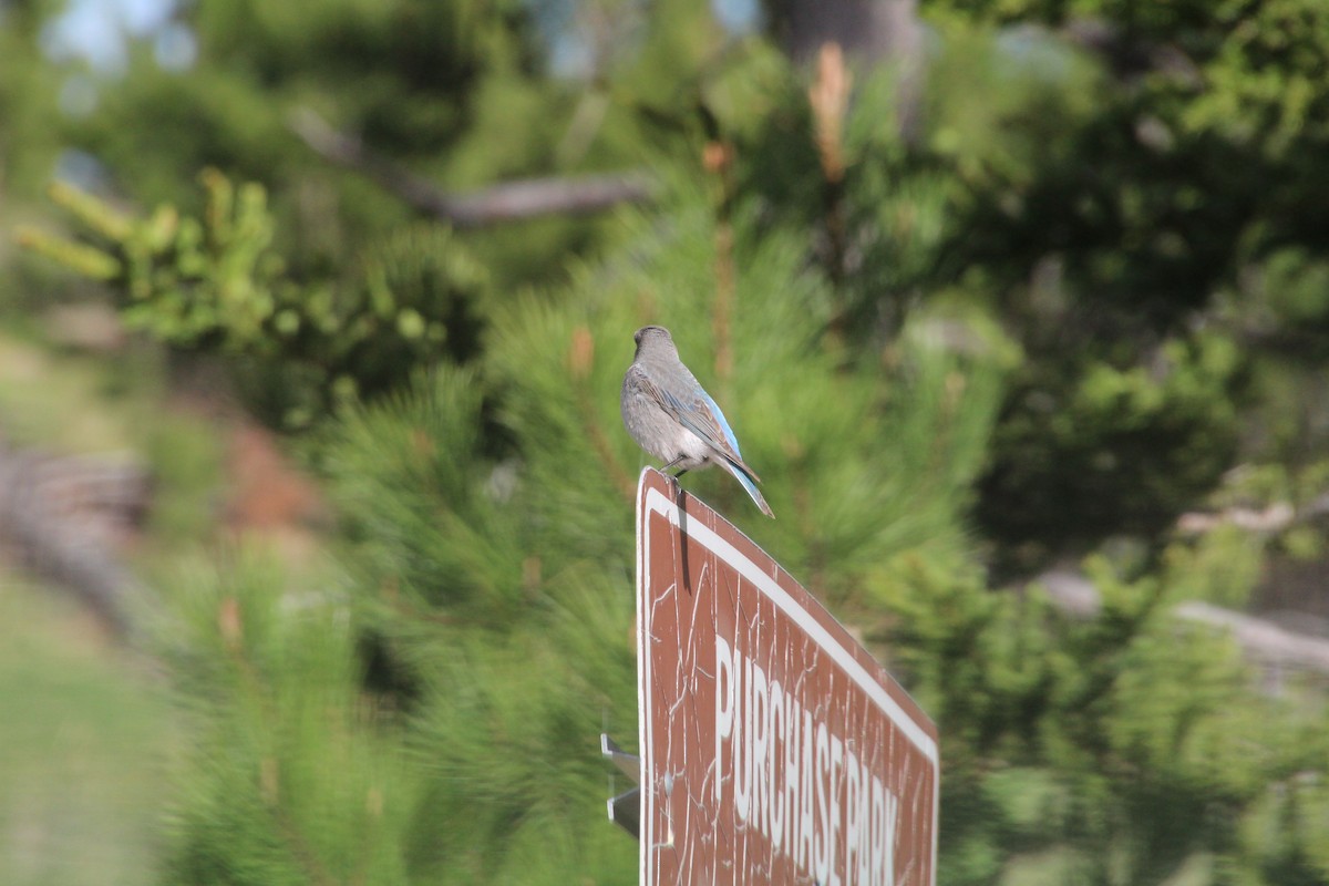 Mountain Bluebird - ML620868438