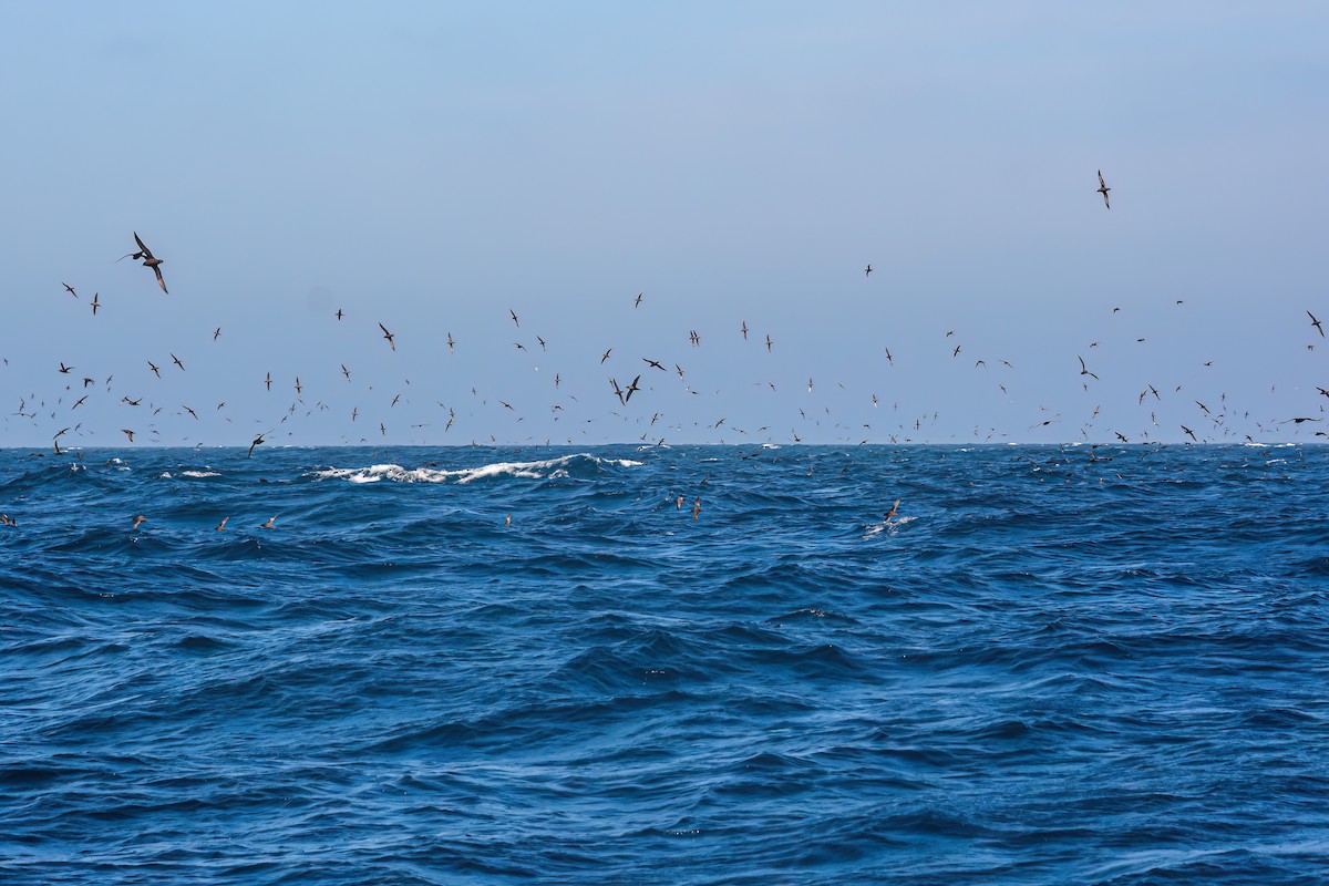 Short-tailed Shearwater - ML620868441