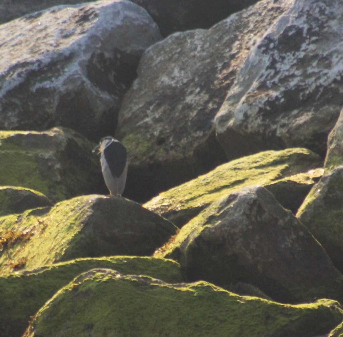 Black-crowned Night Heron - ML620868448