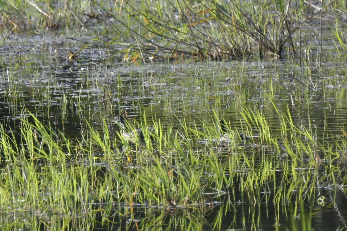 Pied-billed Grebe - ML620868449