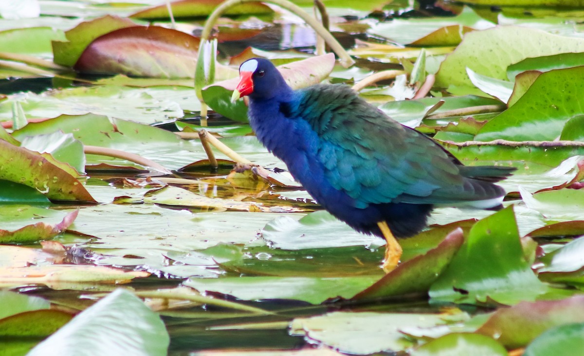 Purple Gallinule - Luis Hernández(@Birdsbyluishernandez)