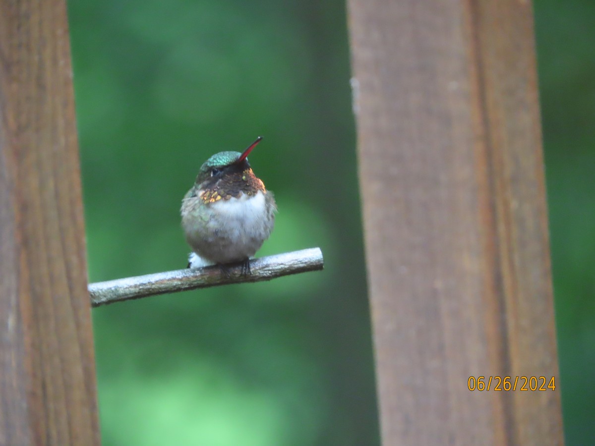 Ruby-throated Hummingbird - ML620868457