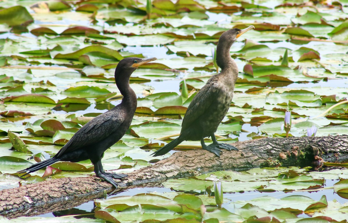 Cormorán Biguá - ML620868459