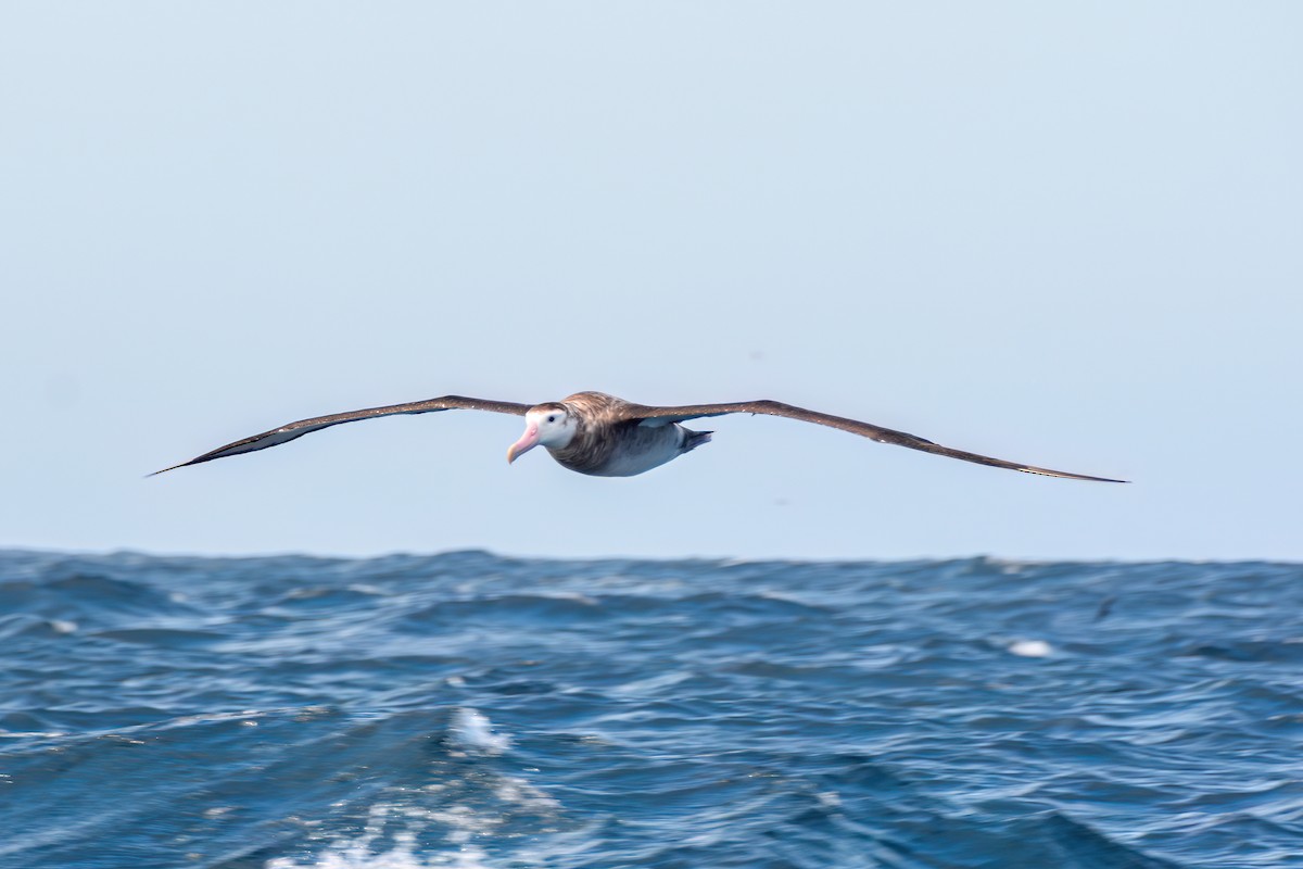 Albatros de las Antípodas (gibsoni) - ML620868460