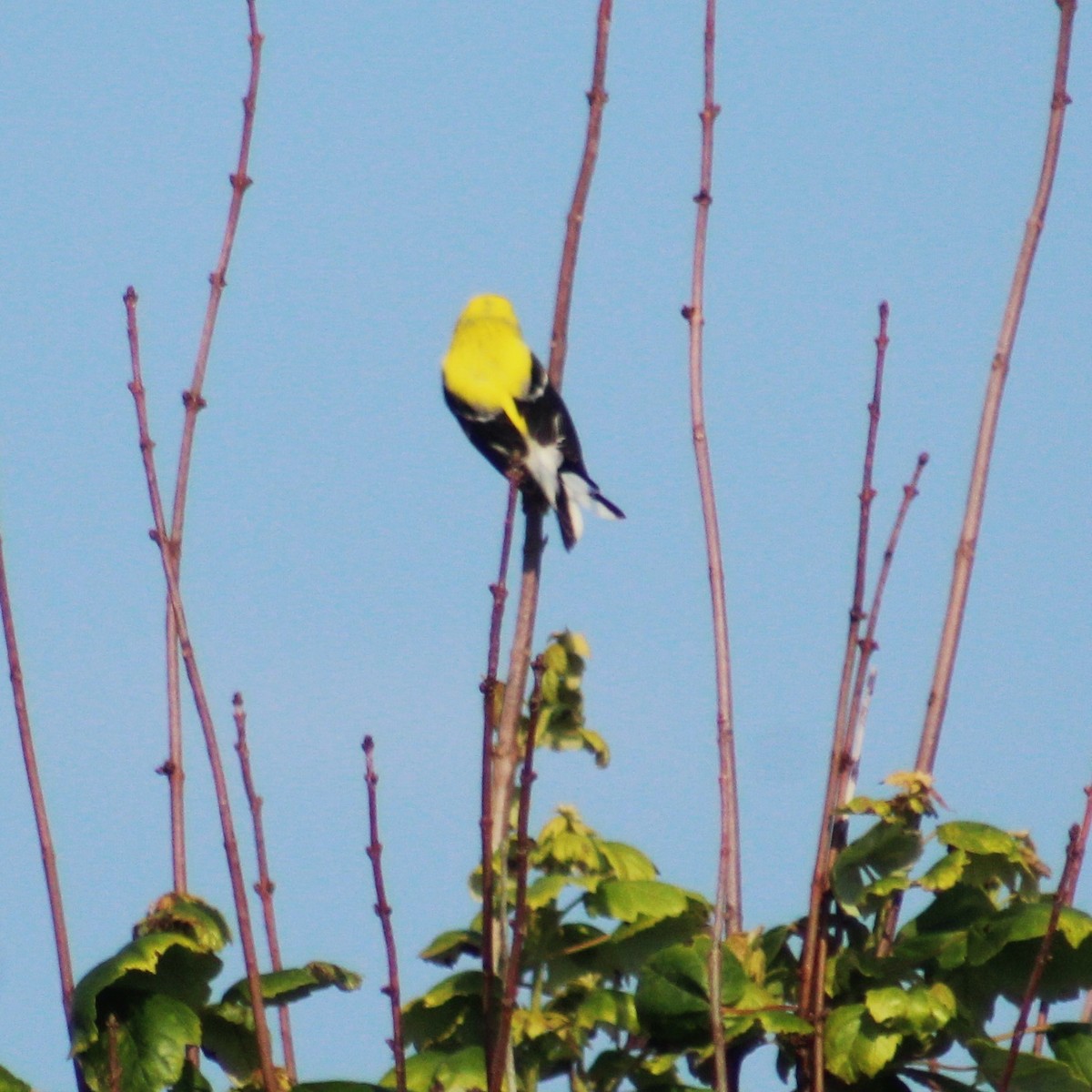 American Goldfinch - ML620868461