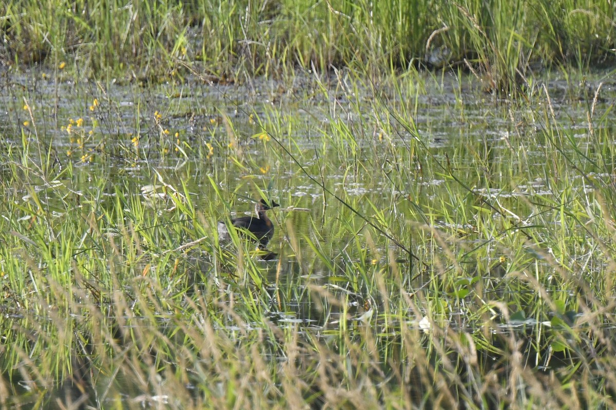 Pied-billed Grebe - ML620868462