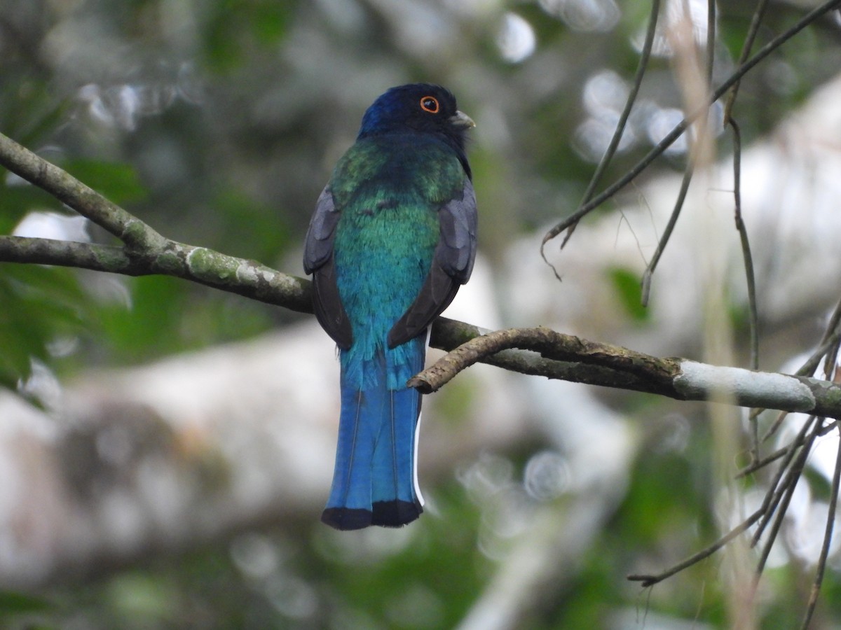 Surucua Trogon - ML620868463