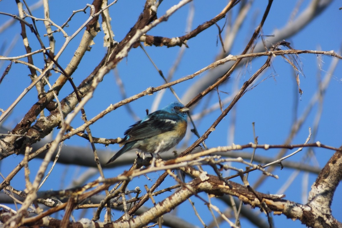 Lazuli Bunting - ML620868466