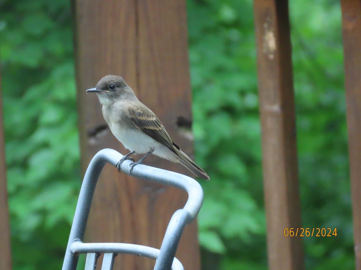 Eastern Phoebe - ML620868471