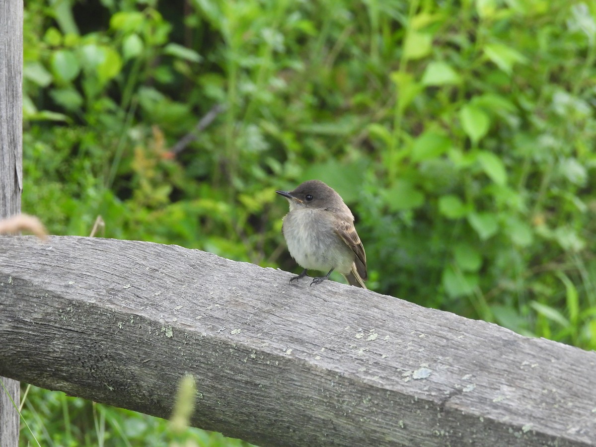 Eastern Phoebe - ML620868474