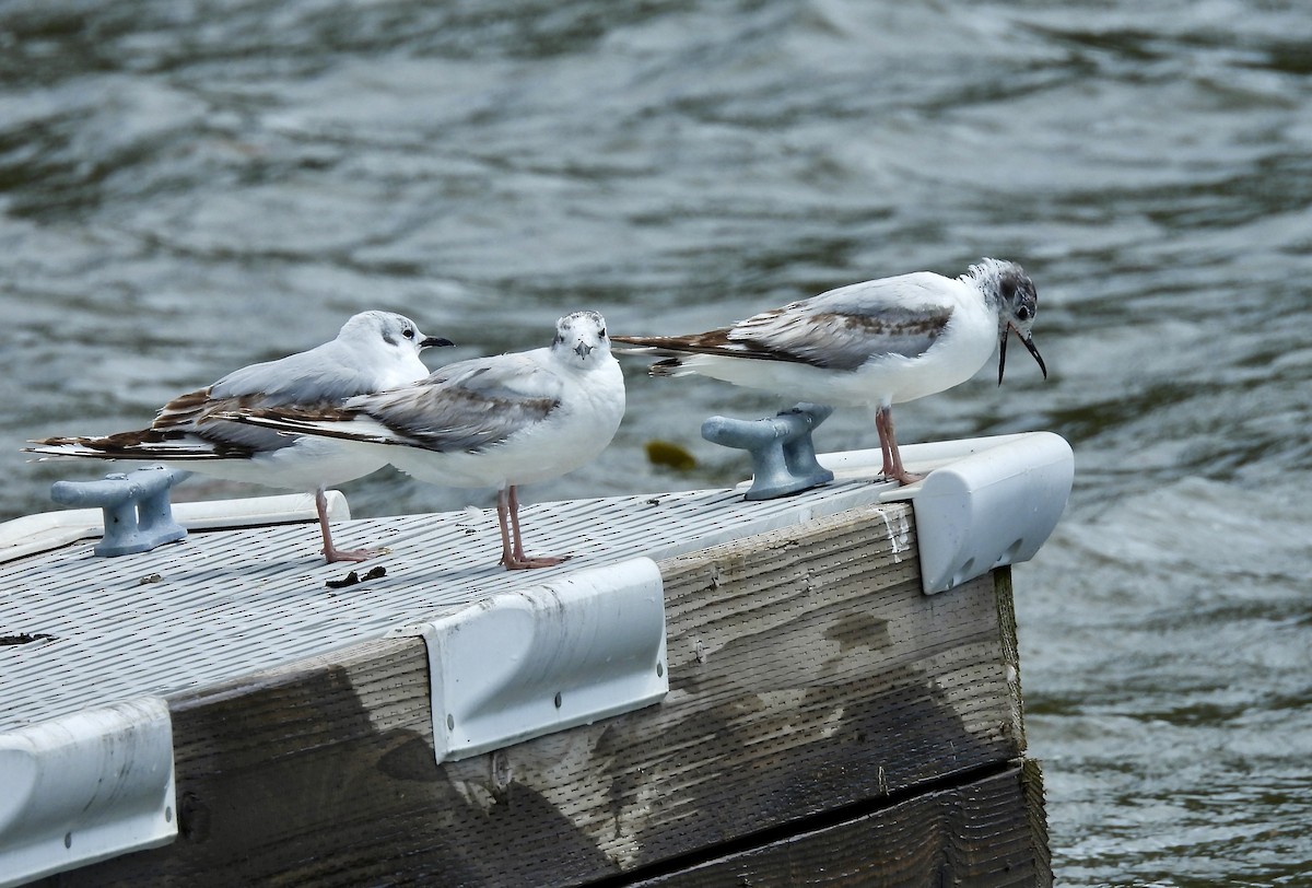 Bonaparte's Gull - ML620868481