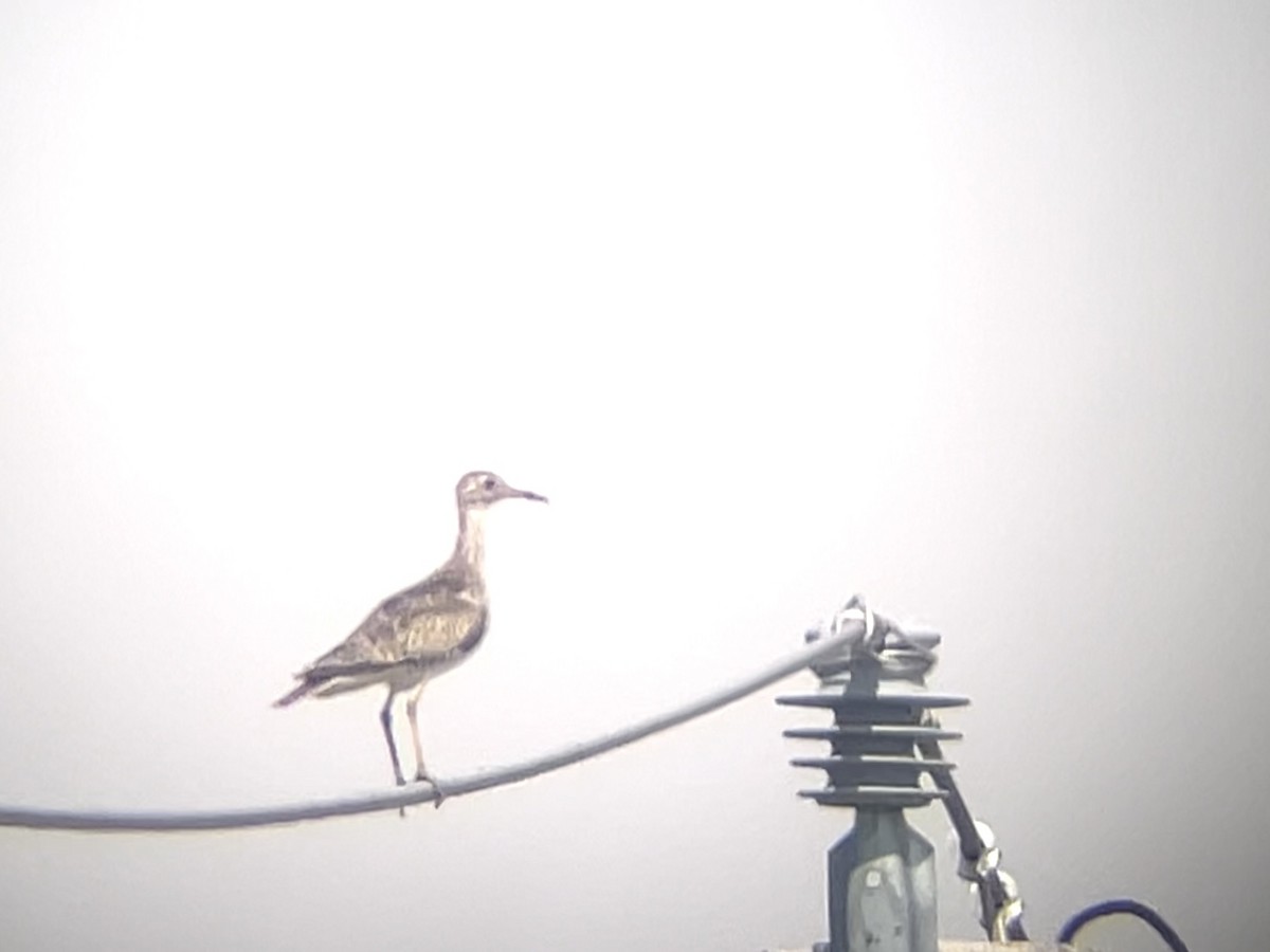 Upland Sandpiper - ML620868482