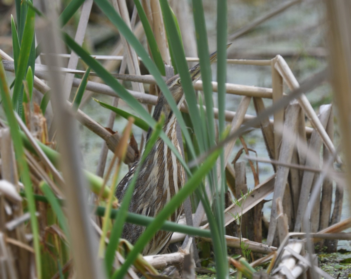 American Bittern - Dominic Sherony