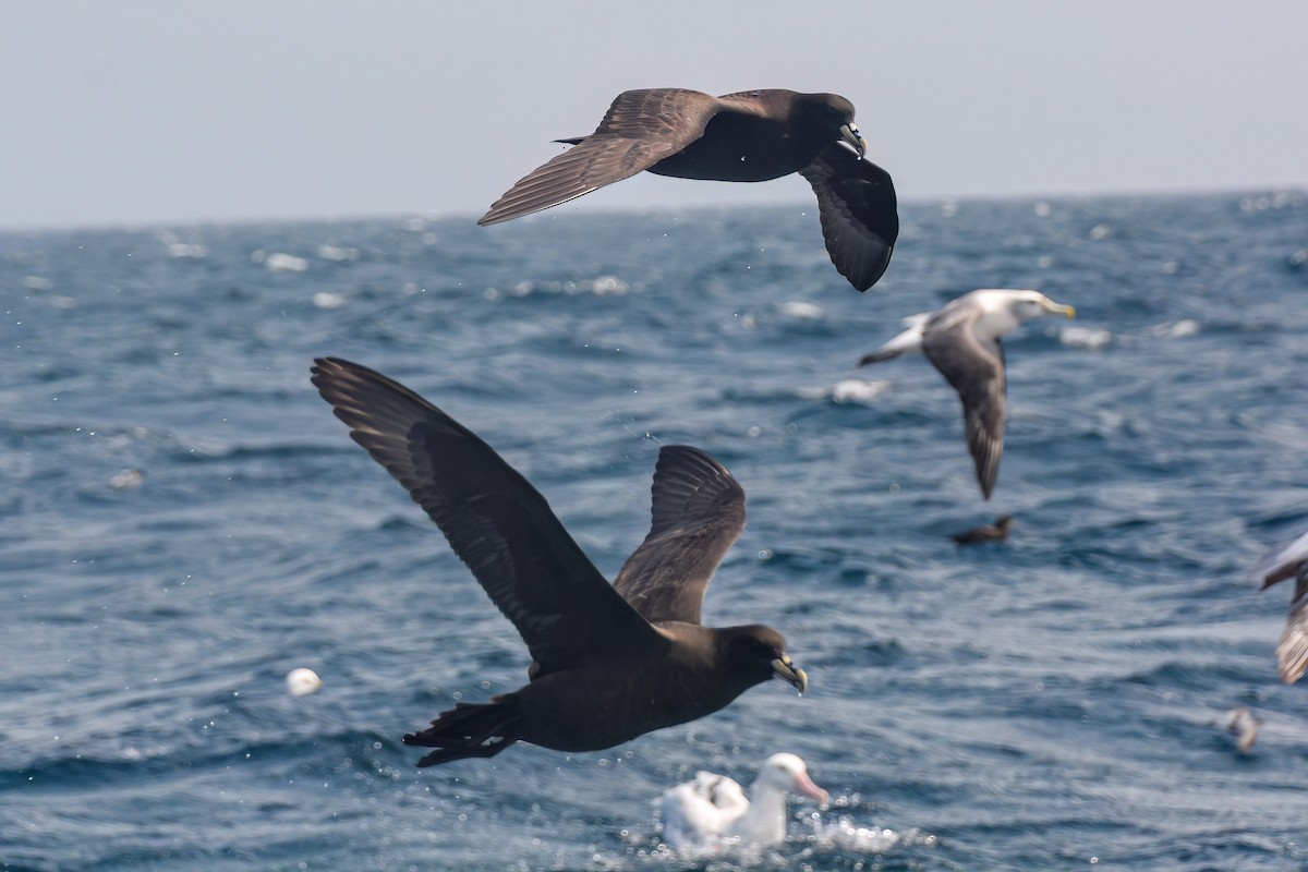 White-chinned Petrel - ML620868494