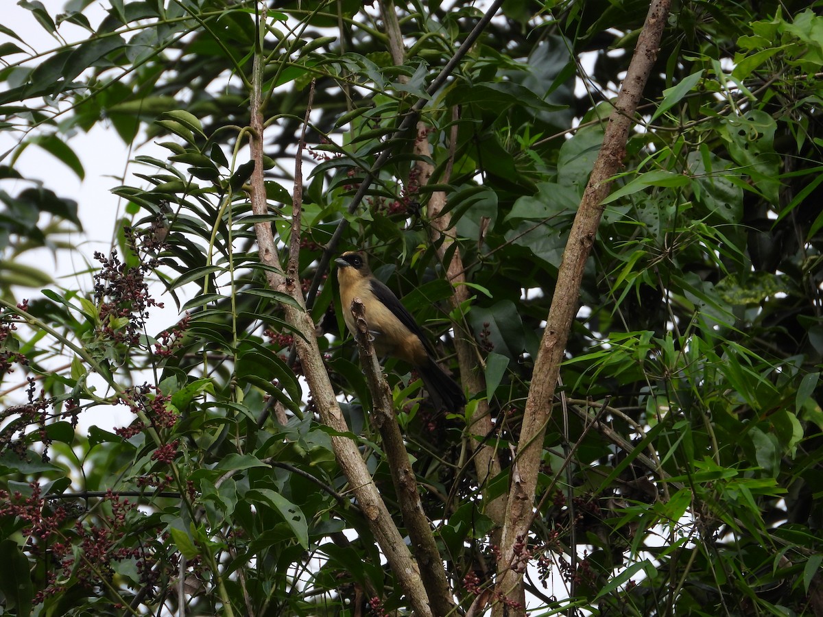 Black-goggled Tanager - ML620868495