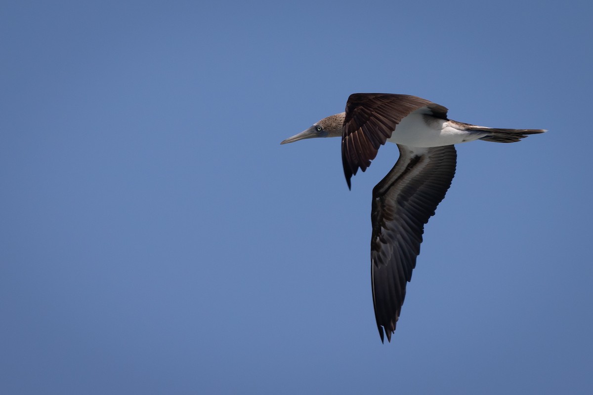 Blue-footed Booby - ML620868496