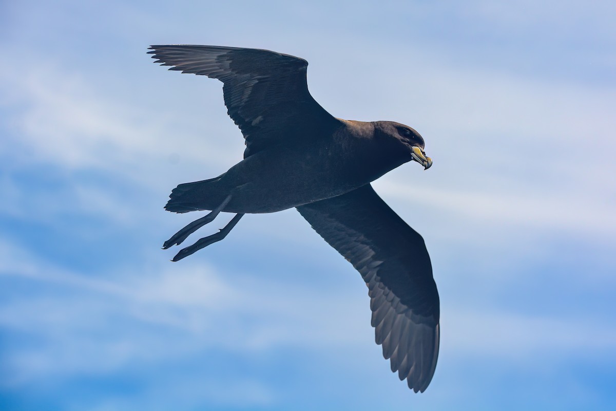 White-chinned Petrel - ML620868499