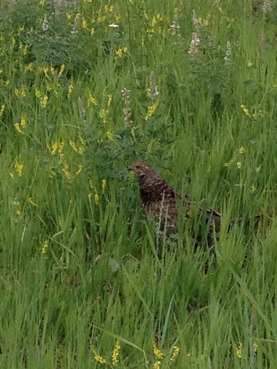 Dusky Grouse - ML620868503