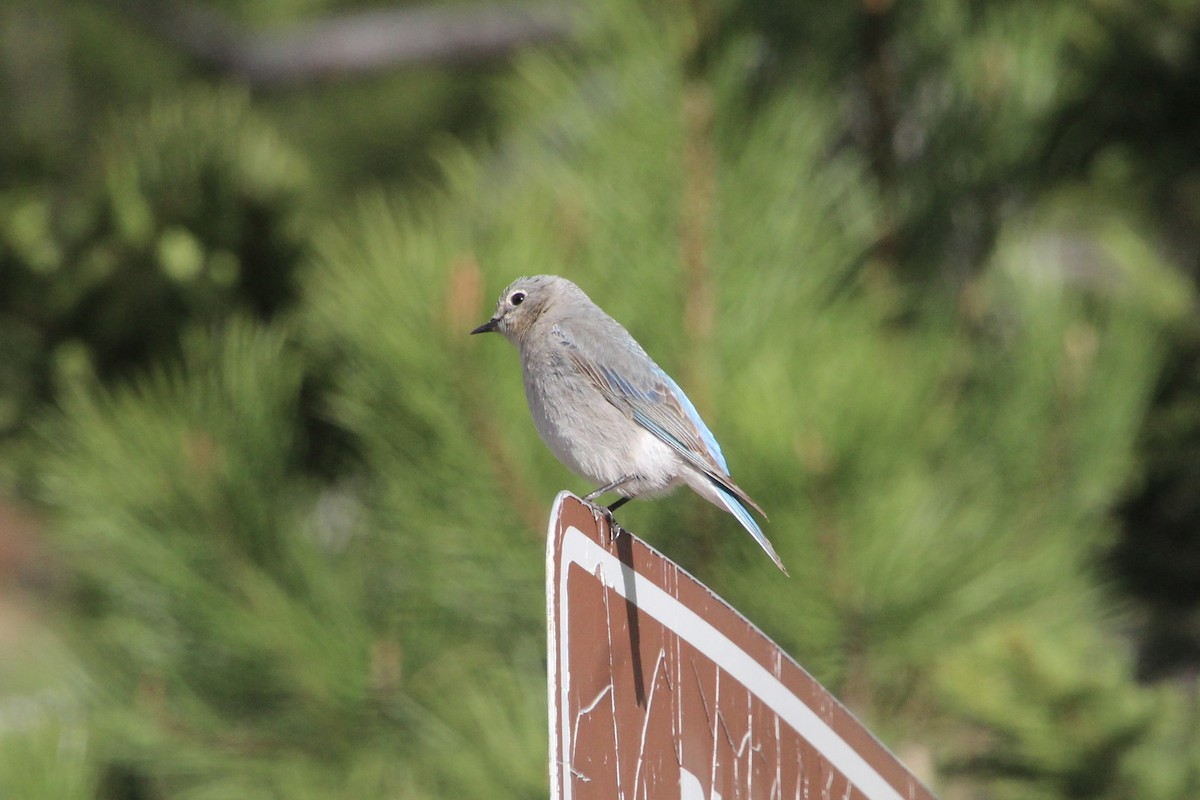 Mountain Bluebird - ML620868507