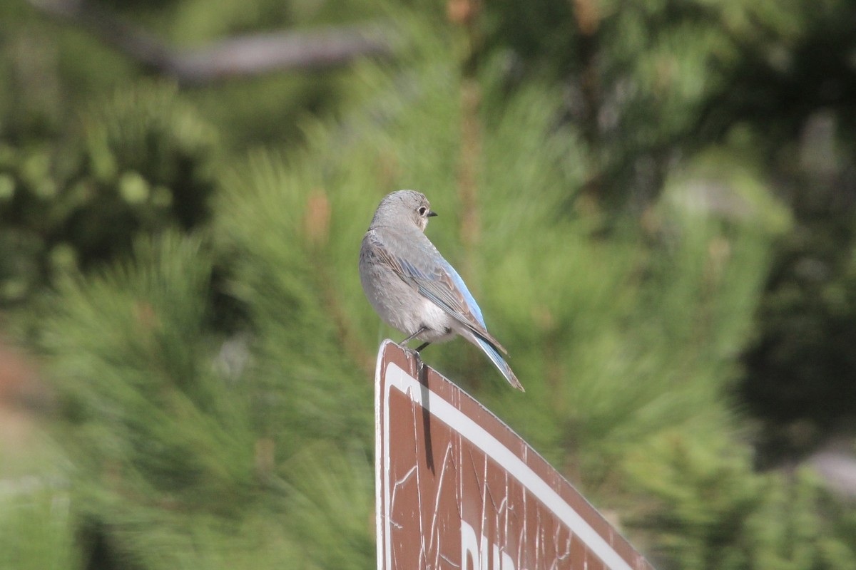 Mountain Bluebird - Ann Monk