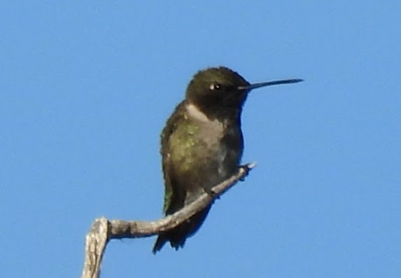 Black-chinned Hummingbird - patricia kuzma sell