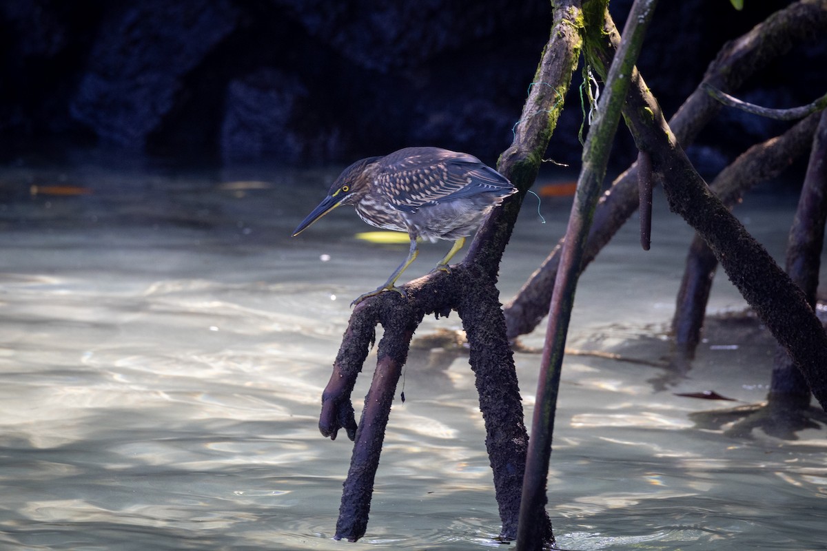 Striated Heron (Galapagos) - ML620868514