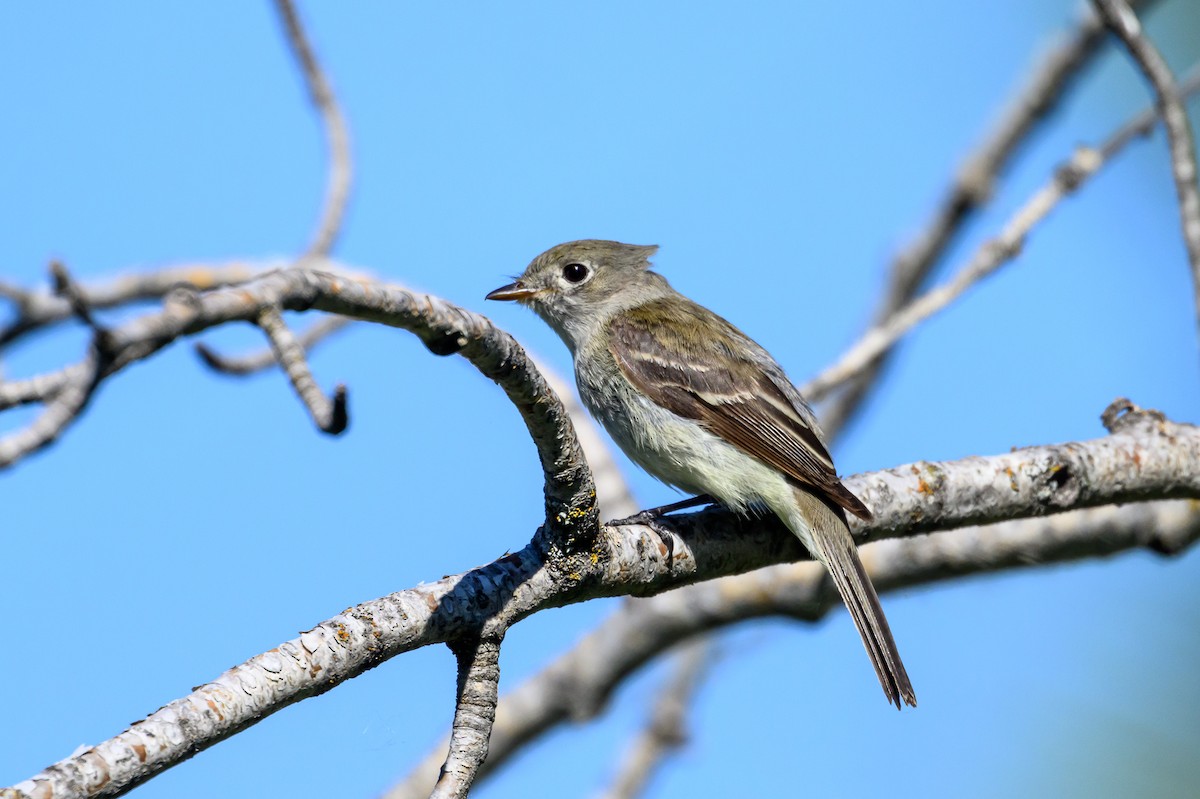 Least Flycatcher - ML620868515